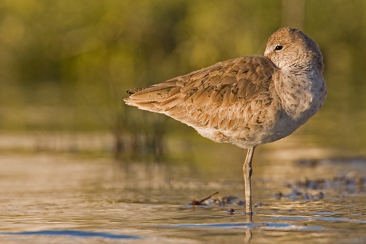 Schlammtreter Catoptrophorus semipalmatus Willet